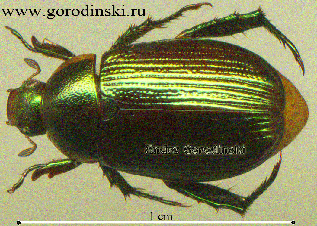 http://www.gorodinski.ru/scarabs/Anomala felicia.jpg